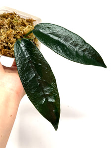 Hoya Onychoides