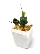 Load image into Gallery viewer, Hoya Imbricata
