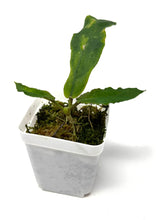 Load image into Gallery viewer, Hoya Undulata Green Leaves