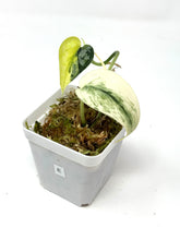 Load image into Gallery viewer, Scindapsus Mayari Variegated E