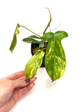 Load image into Gallery viewer, Philodendron Florida Beauty