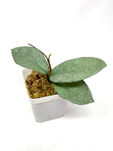 Hoya Carnosa ‘Nova Ghost’