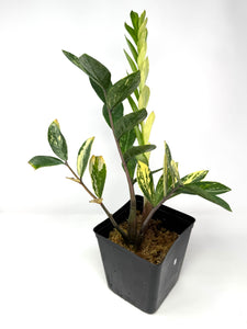 Zamioculcas Zamiifolia Variegated “ZZ” I