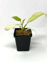 Load image into Gallery viewer, Philodendron Whipple Way B