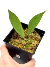 Load image into Gallery viewer, Hoya Germany Silver G