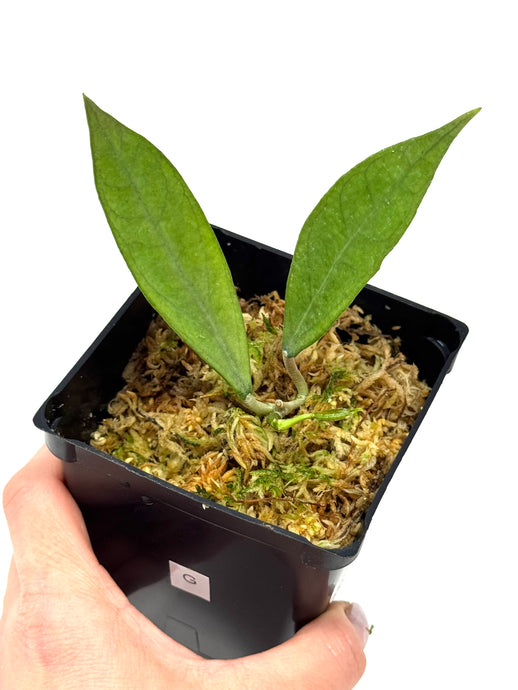 Hoya Germany Silver G