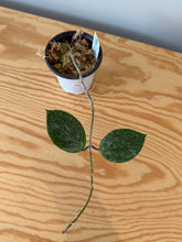 Load image into Gallery viewer, 316. Hoya Sweet Scent Splash