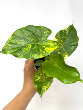 Load image into Gallery viewer, Alocasia Odora Aurea Variegated