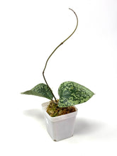 Load image into Gallery viewer, Hoya Glabra Silver C