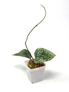 Hoya Glabra Silver C