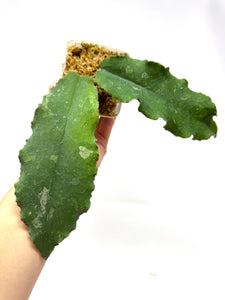 Hoya Undulata ‘Red Leaves’ Splash