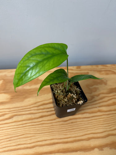 106. Amydrium Medium