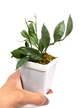 Load image into Gallery viewer, Hoya Lacunosa Silver Moonlight
