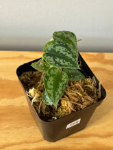 Load image into Gallery viewer, 165. Scindapsus Silver Lady