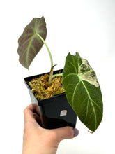 Load image into Gallery viewer, Alocasia Black Velvet Variegated C