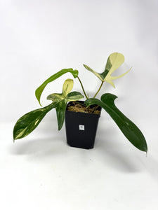 Philodendron Florida Beauty D