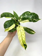 Load image into Gallery viewer, Philodendron Jose Buono (high variegation) 4”