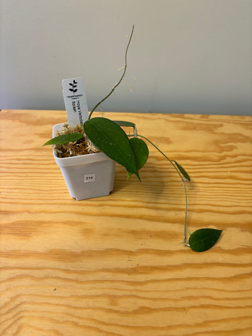 219. Hoya Verticillata Splash