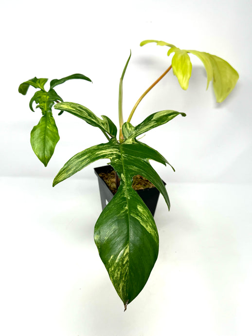 Philodendron Florida Beauty D