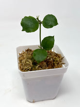 Load image into Gallery viewer, Hoya Endauensis
