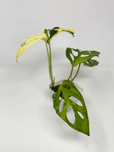 Load image into Gallery viewer, Monstera Adansonii Albo Variegated