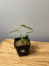 Load image into Gallery viewer, 205. Philodendron Glorious