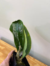 Load image into Gallery viewer, 110. Hoya Lambii