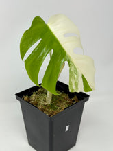 Load image into Gallery viewer, Monstera Deliciosa Albo Variegated I