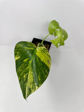 Load image into Gallery viewer, Monstera Deliciosa Aurea Variegated E