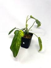 Load image into Gallery viewer, Philodendron Florida Beauty A