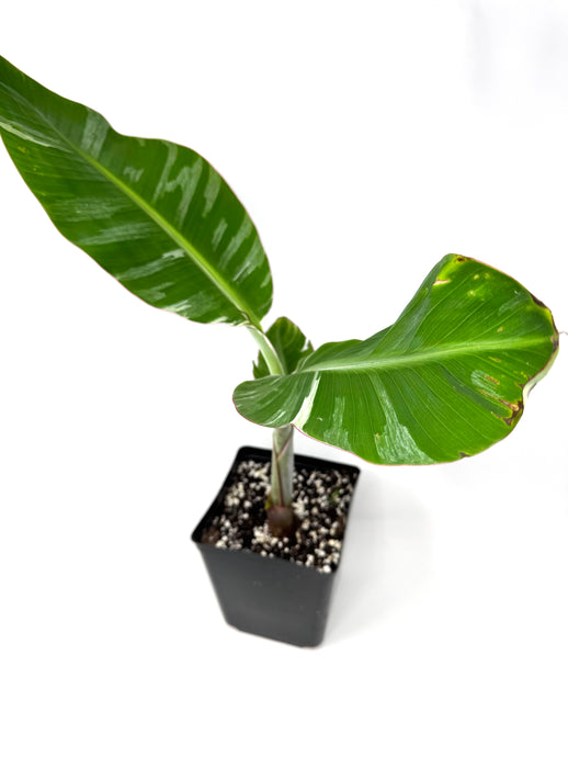 Musa Ae Ae Variegated Banana Tree (Ships within Canada only) B