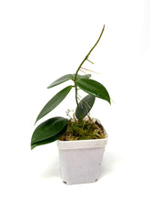 Load image into Gallery viewer, Hoya Sanguine (Mindorensis x Erythrostemma)