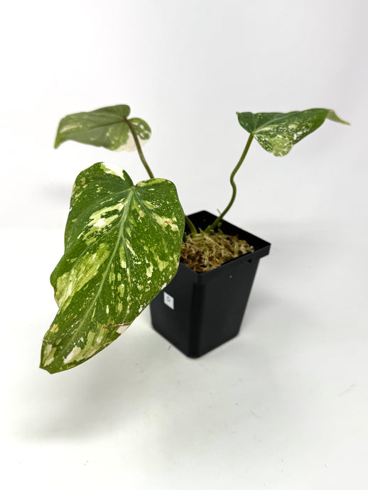 Philodendron Gloriosum Variegated D