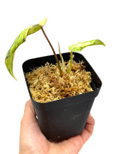 Load image into Gallery viewer, Philodendron Gloriosum Variegated E