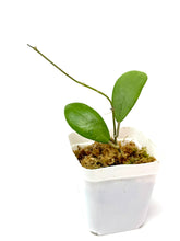 Load image into Gallery viewer, Hoya Erythrostemma Silver