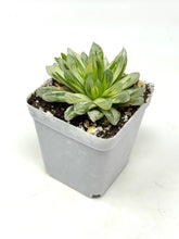Load image into Gallery viewer, Haworthia Hanabi Variegated (Ships within Canada only)