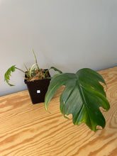 Load image into Gallery viewer, 236. Philodendron Mayoi