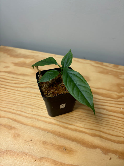 77. Hoya Decipulae