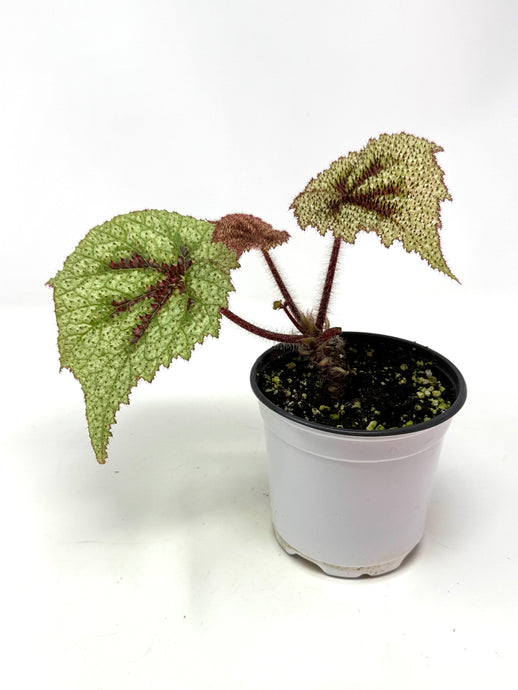 Begonia Masoniana 'Tricolor'