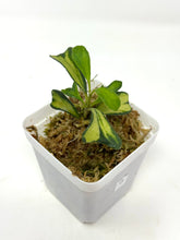 Load image into Gallery viewer, Hoya Manipurensis Variegated G