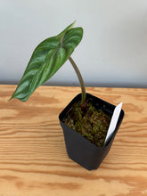Load image into Gallery viewer, 263. Philodendron Plowmanii