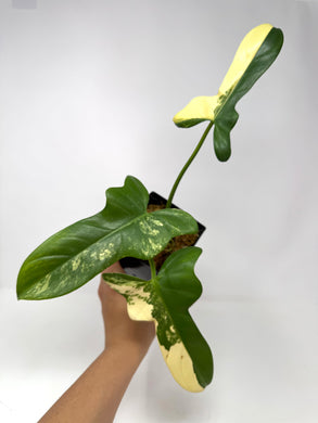 Philodendron Bipennifolium Violin Variegated