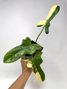 Philodendron Bipennifolium Violin Variegated