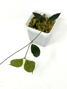 Hoya Exilis