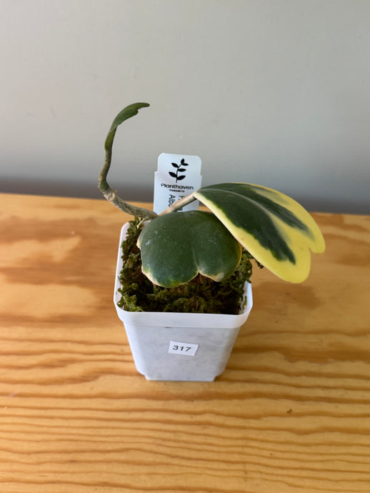 317. Hoya Kerrii Albo Variegated