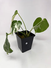 Load image into Gallery viewer, Monstera Deliciosa Albo Variegated C