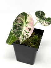 Load image into Gallery viewer, Alocasia Black Velvet Variegated B