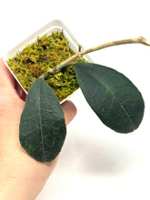 Load image into Gallery viewer, Hoya Hamiltoniorum