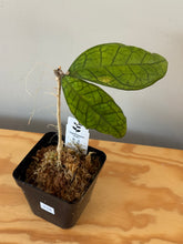 Load image into Gallery viewer, 338. Hoya Ann