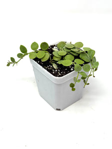 Dischidia Nummularia ‘String of Nickels’